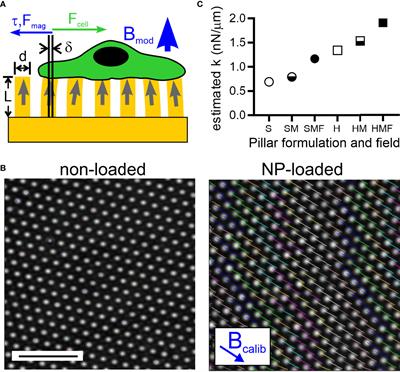 Probing T Cell 3D Mechanosensing With Magnetically-Actuated Structures